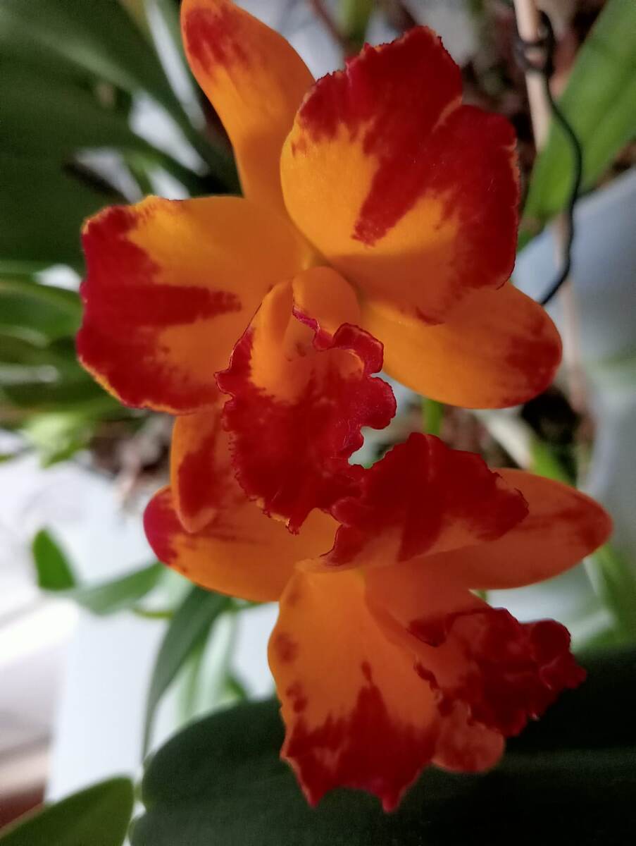 Прекрасные цветы 