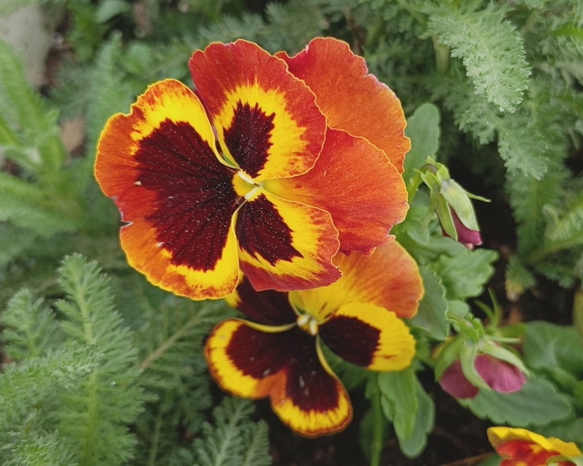 Адлер, набережная санатория "Южное взморье", фиалка трехцветная, апрель 2025 г