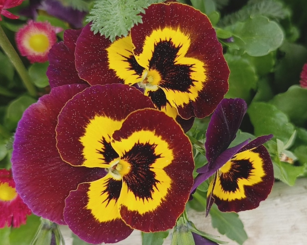 Адлер, набережная санатория "Южное взморье", фиалка трехцветная, апрель 2025 г