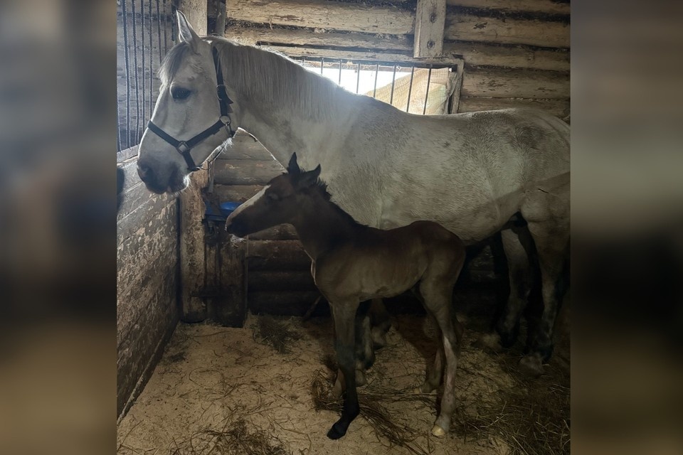    Новорождённый малыш и его мама. Фото предоставлено КП-Коми.