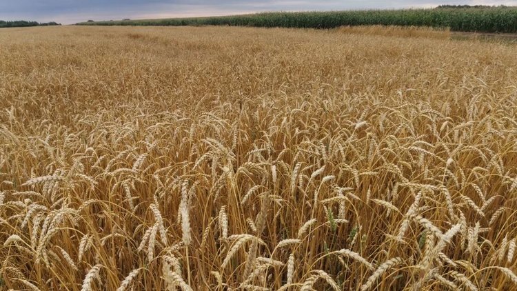    Волгоградская область впервые в своей истории примет Всероссийский День поля