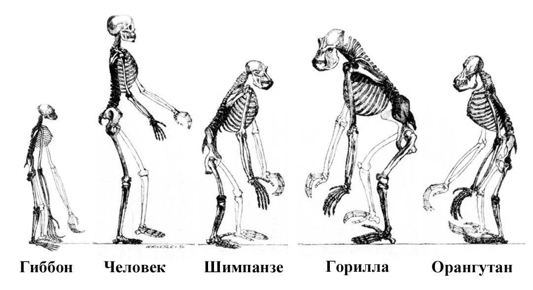 Представители животного мира демонстрируют потрясающую физическую форму без видимых усилий.