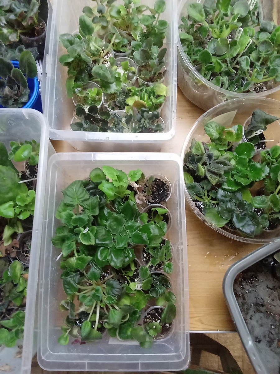 Детки сортовых фиалок 