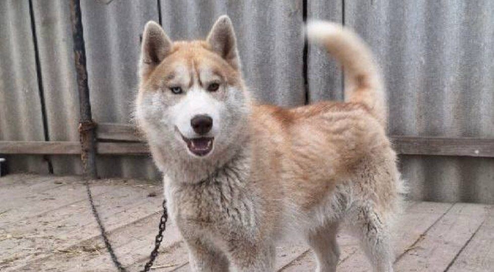 Хаски Яхонт и Оникс из Шебекино - такие имена красивые и такая судьба...