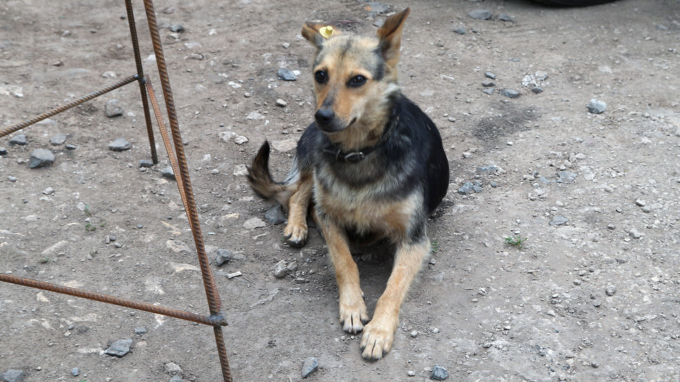 Фото: Юрий Стрелец / Коммерсантъ