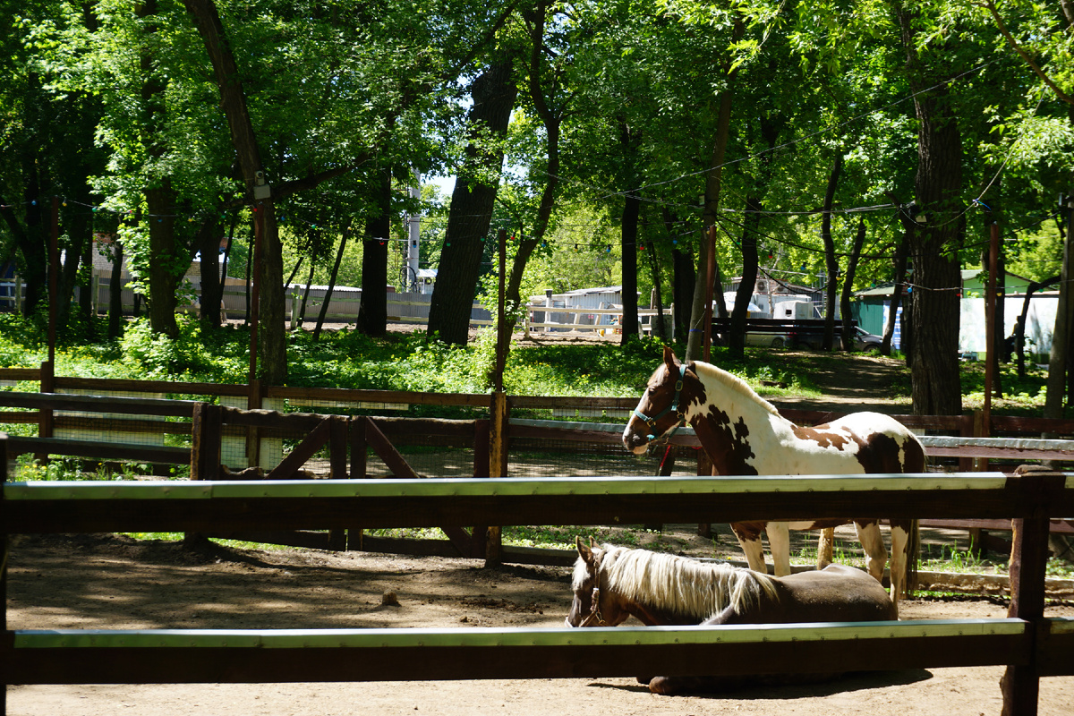 Почти в конце основной дороги парка наткнулись на загон с лошадками.