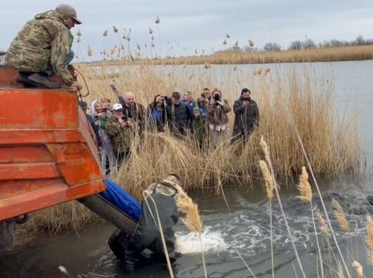    выпуск мальков белого амура // фото: donland.ru
