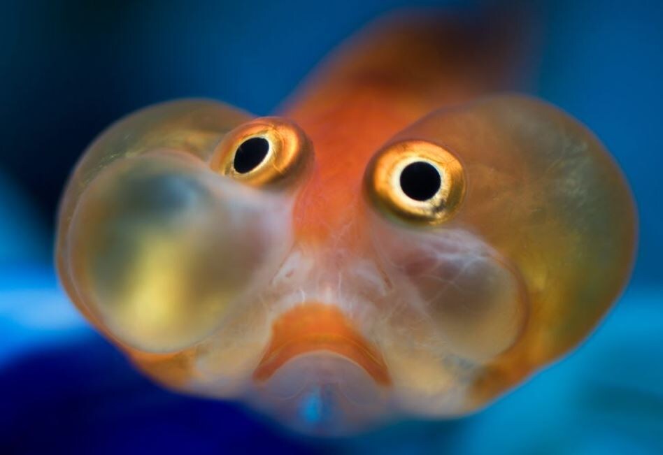 Источник фото: https://xn--80aaag5ajd0c.xn--p1ai/