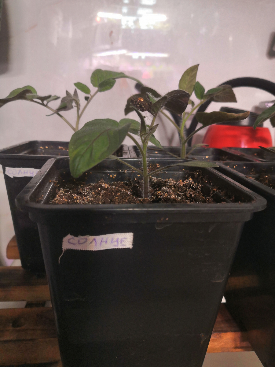 Рассада томата сорт Летнее солнце