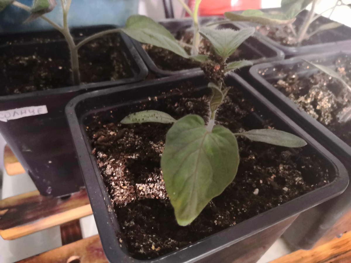 Вид с другой стороны