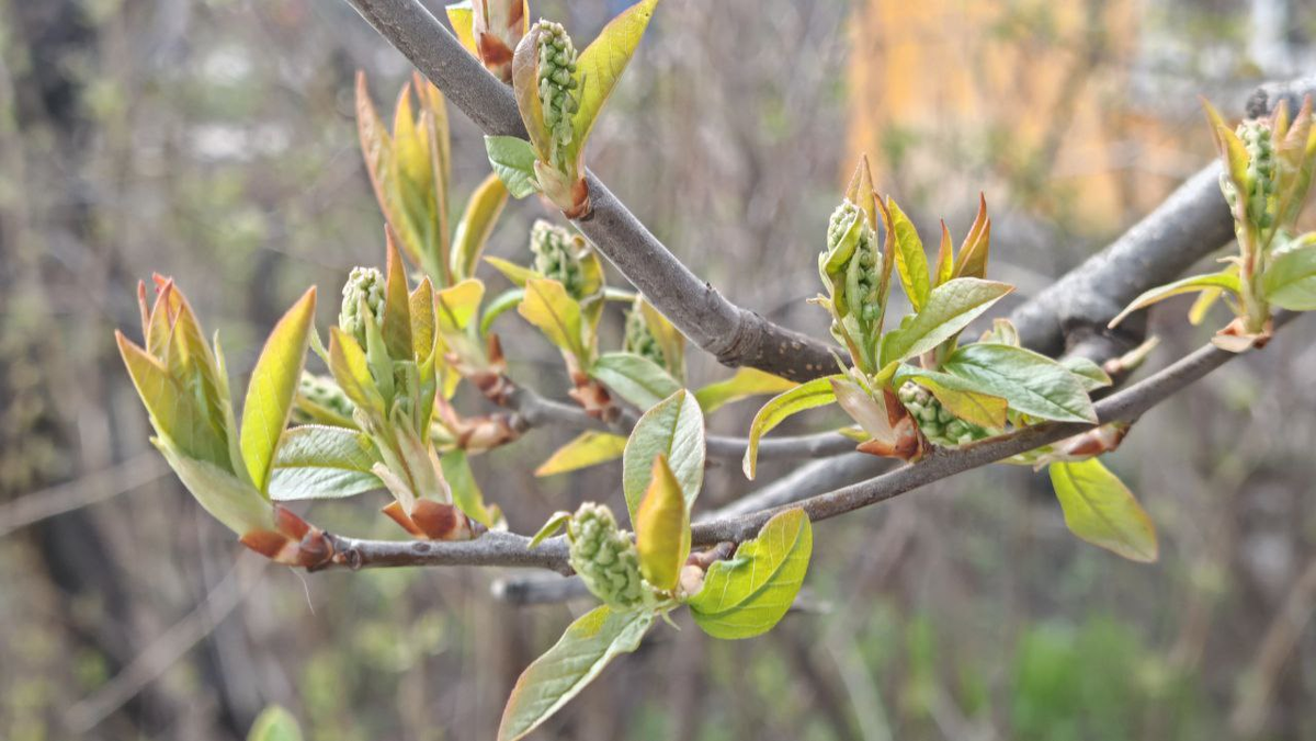 Черемуха_Мичуринск_9 апреля 2025