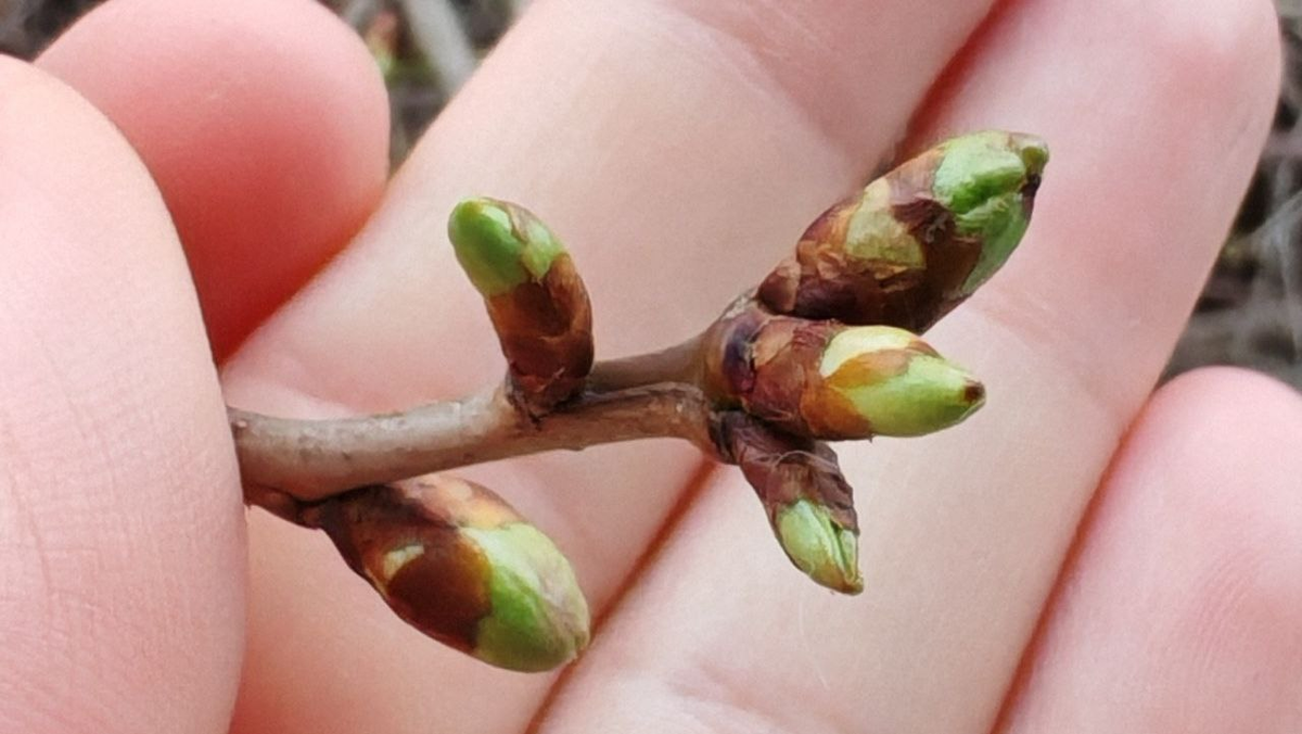 При таком состоянии почек НЕ обрезаем