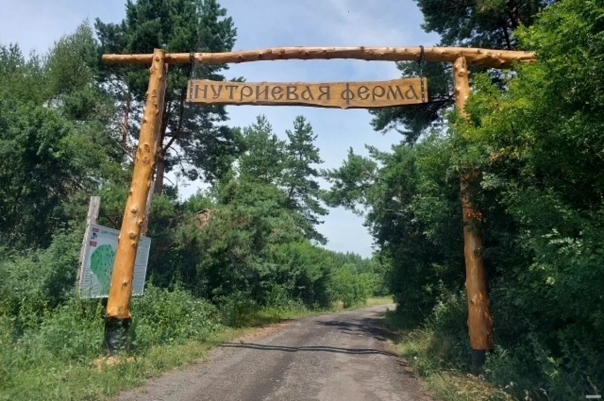    Прокуратура проводит проверку по нападению собак на животных тульской фермы