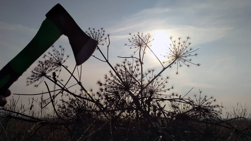 В Казани на борьбу с борщевиком в Советском районе направят 3,7 млн рублей.📷Фото: Вера Тюкалова / Коммерсантъ