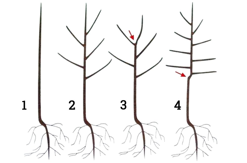 Типы саженцев. Стрелка указывает на место весенней обрезки "на крону".