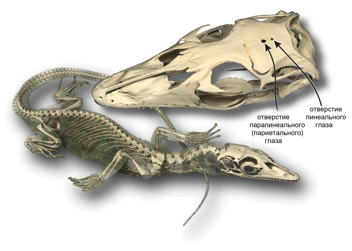 Был в истории рептилий вид, который открыл не третий, а четвертый глаз! У вымершего варана Saniwa ensidens два парных и два непарных глаза. 