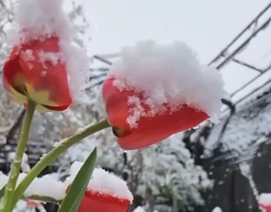    апрельский снег / соцсети