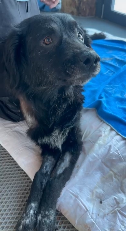 Дымок уже лежит в позе сфинкса. Раньше, если помните, только на боку мог лежать