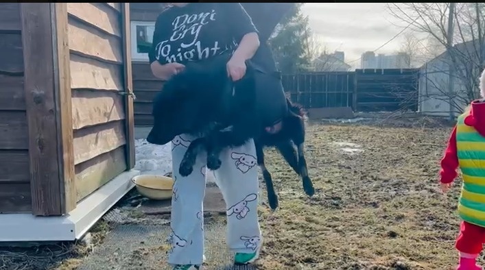 Дымок на прогулке