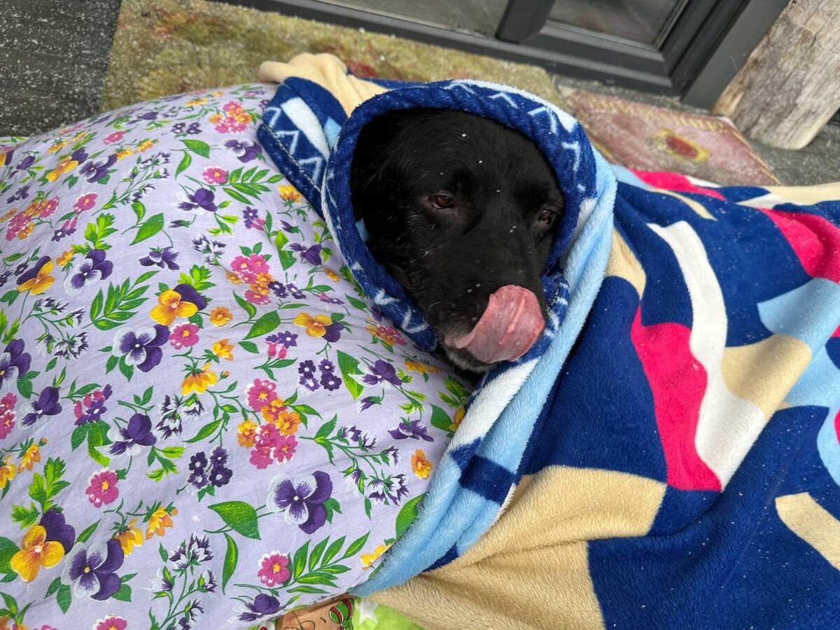 Дымок на прогулке