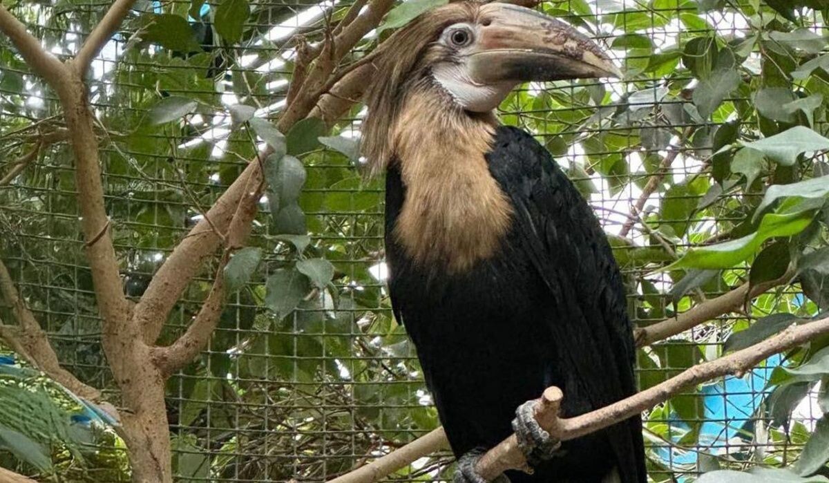     Папуанский калао. Источник: mos.ru Автор фото: Пресс-служба Мэра и Правительства Москвы