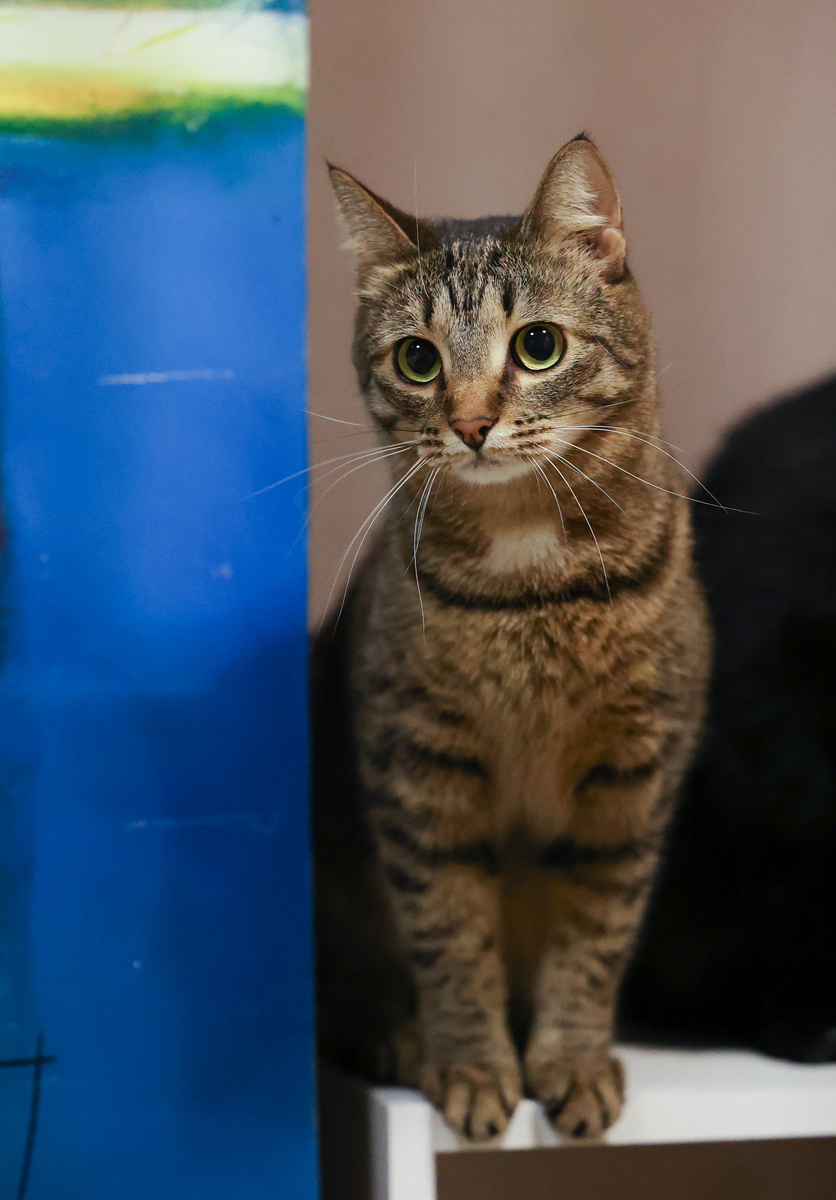 Снова про меня? А что никто так и не звонил раньше?