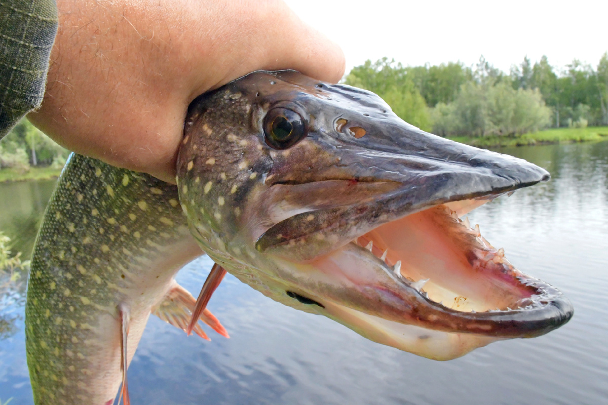 Маленькая щучка)))