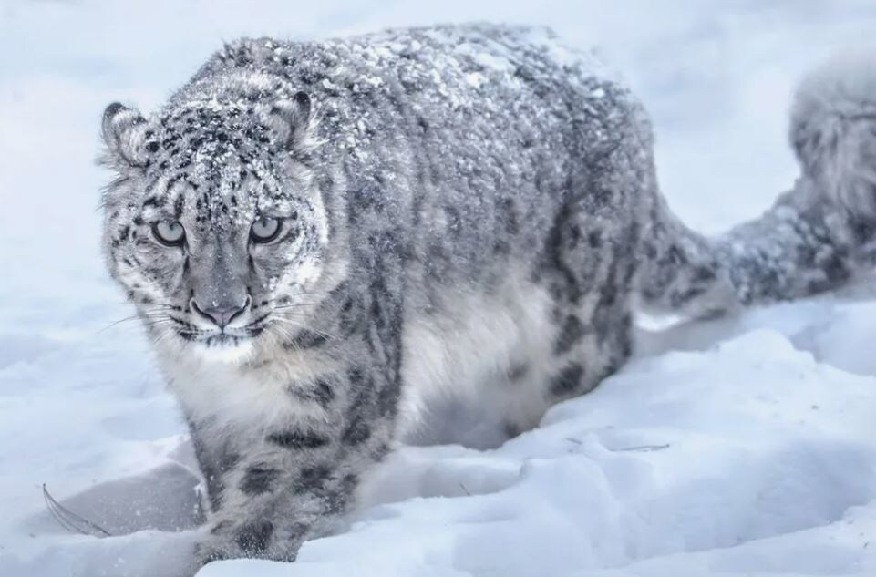 Ирбис (Снежный барс) (иллюстрация из открытых источников)