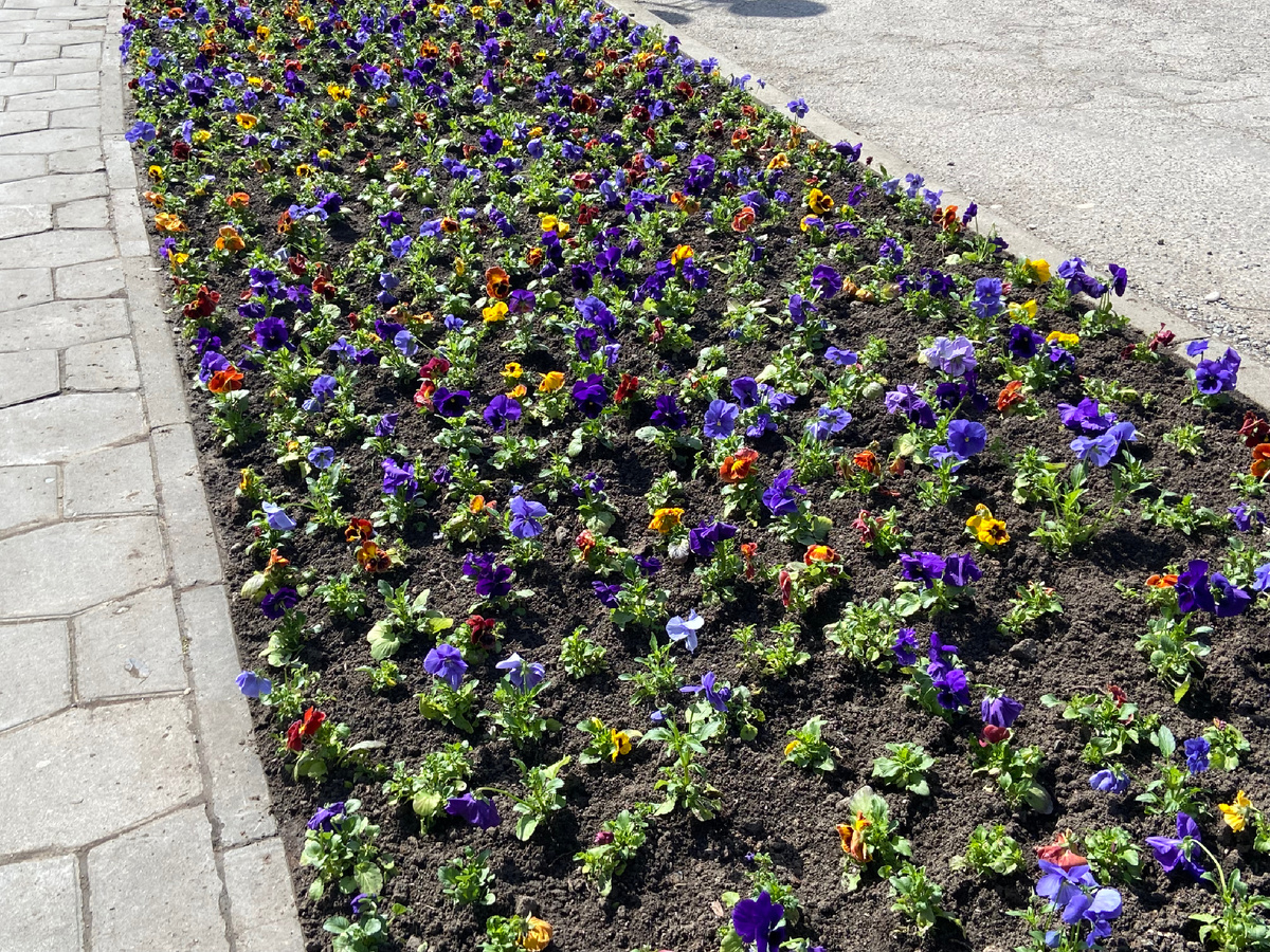 Все фото в этой статье - первая декада апреля 2025 года