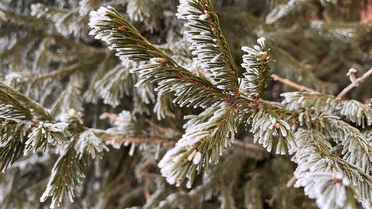    Фото: телеканал «Краснодар»