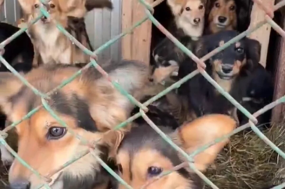    В ХМАО у семьи изъяли 32 собак, которых семь лет не выпускали из квартиры