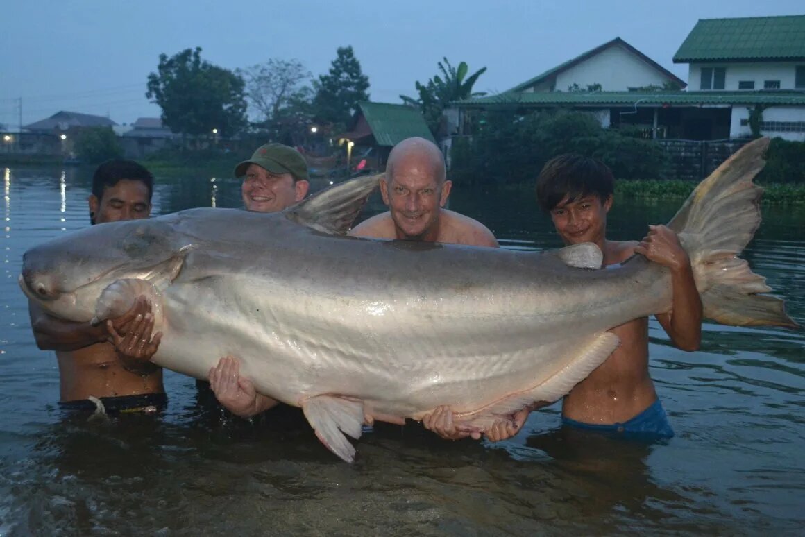 Существа, о которых пойдёт речь, обитают в реках и озёрах, вырастая до гигантских размеров, развивая невероятную скорость, угрожая всем прочим обитателям подводного мира. Они бросают вызов любителям спортивной рыбалки. Размер этих чудовищ поражает воображение. Некоторые из них могут проглотить взрослого человека, и даже не одного.