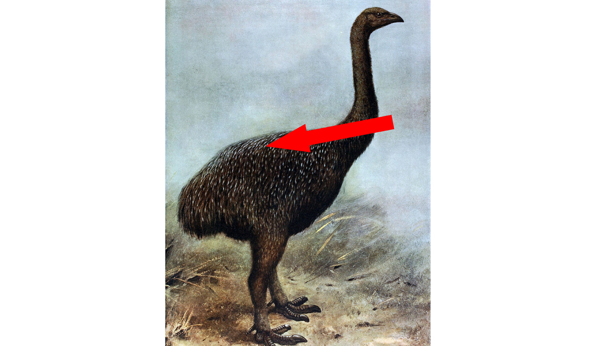    Тайна гибели моа кто убил гигантских птиц Новой Зеландии