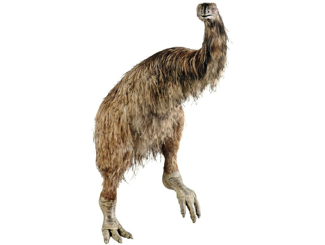    Тайна гибели моа кто убил гигантских птиц Новой Зеландии