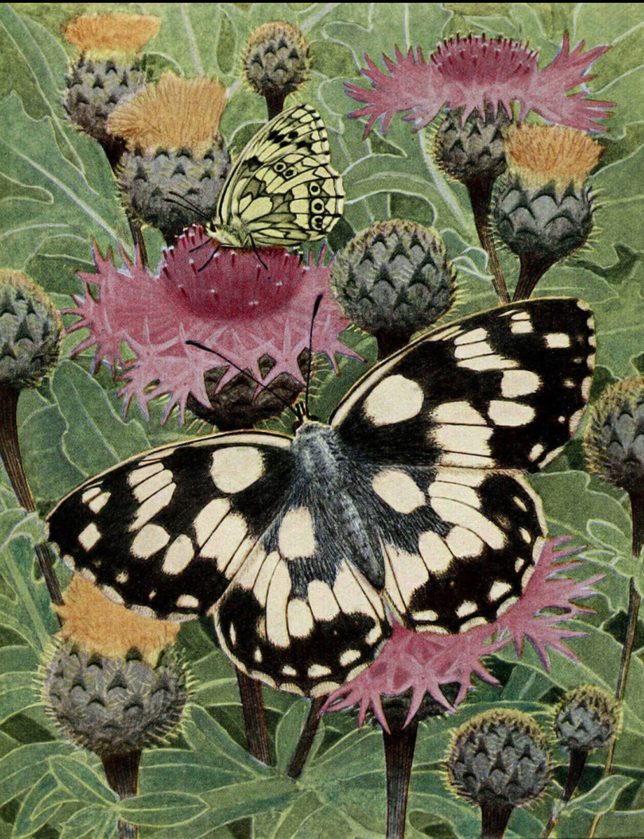 Бабочки, 1934 г.,Paul-Andre Robert