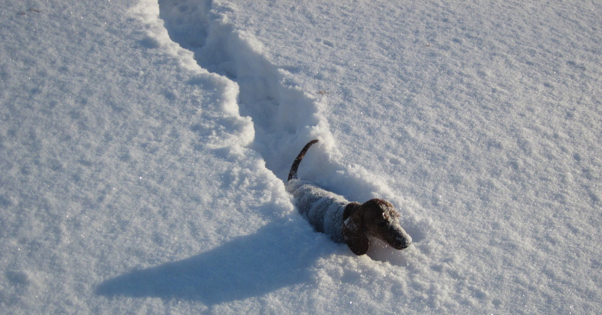 Из Интернета