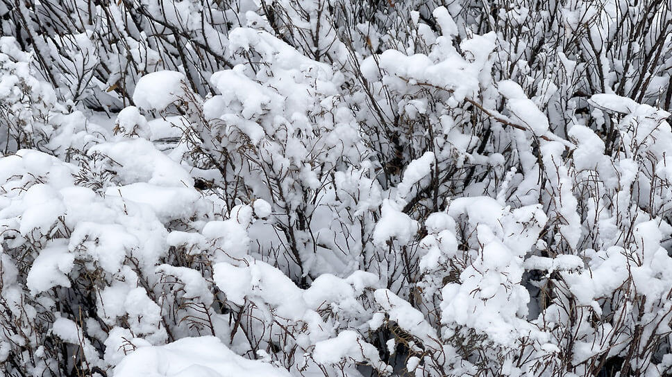 Фото: Олег Харсеев / Коммерсантъ