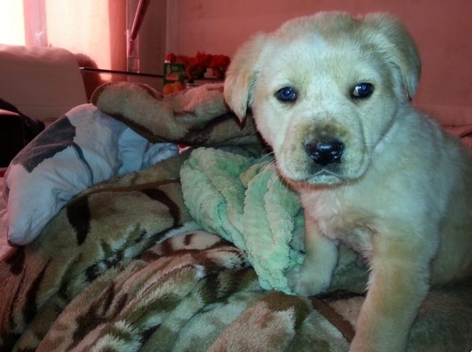    Первые хозяева спасли Ричи с вокзала ещё щенком. Фото: Людмила Краснопёрова