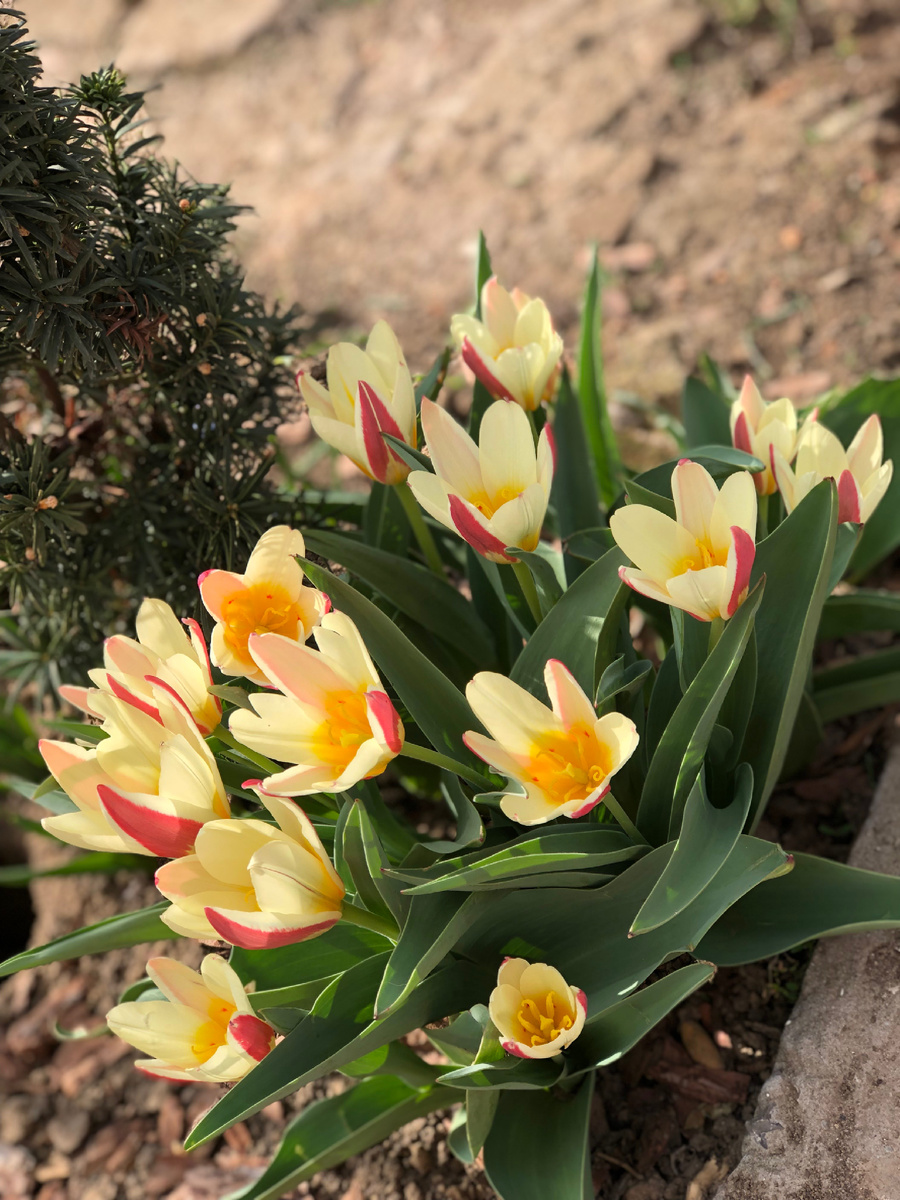 Тюльпан Иоганн Штраусс (Tulipa Johann Strauss)