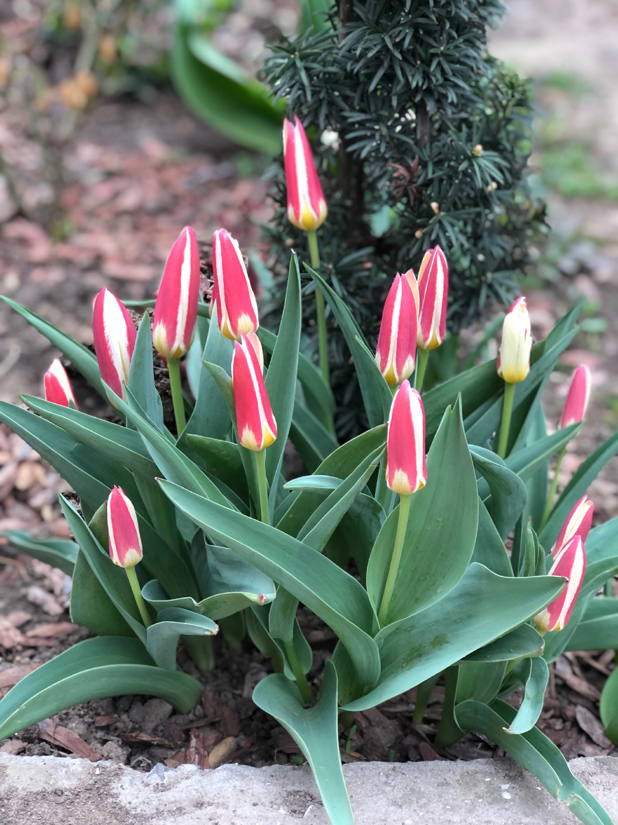 20 марта. Бутоны на старте.