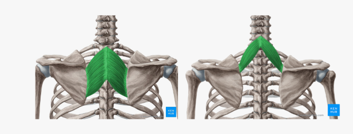 Большая и малая ромбовидные мышцы