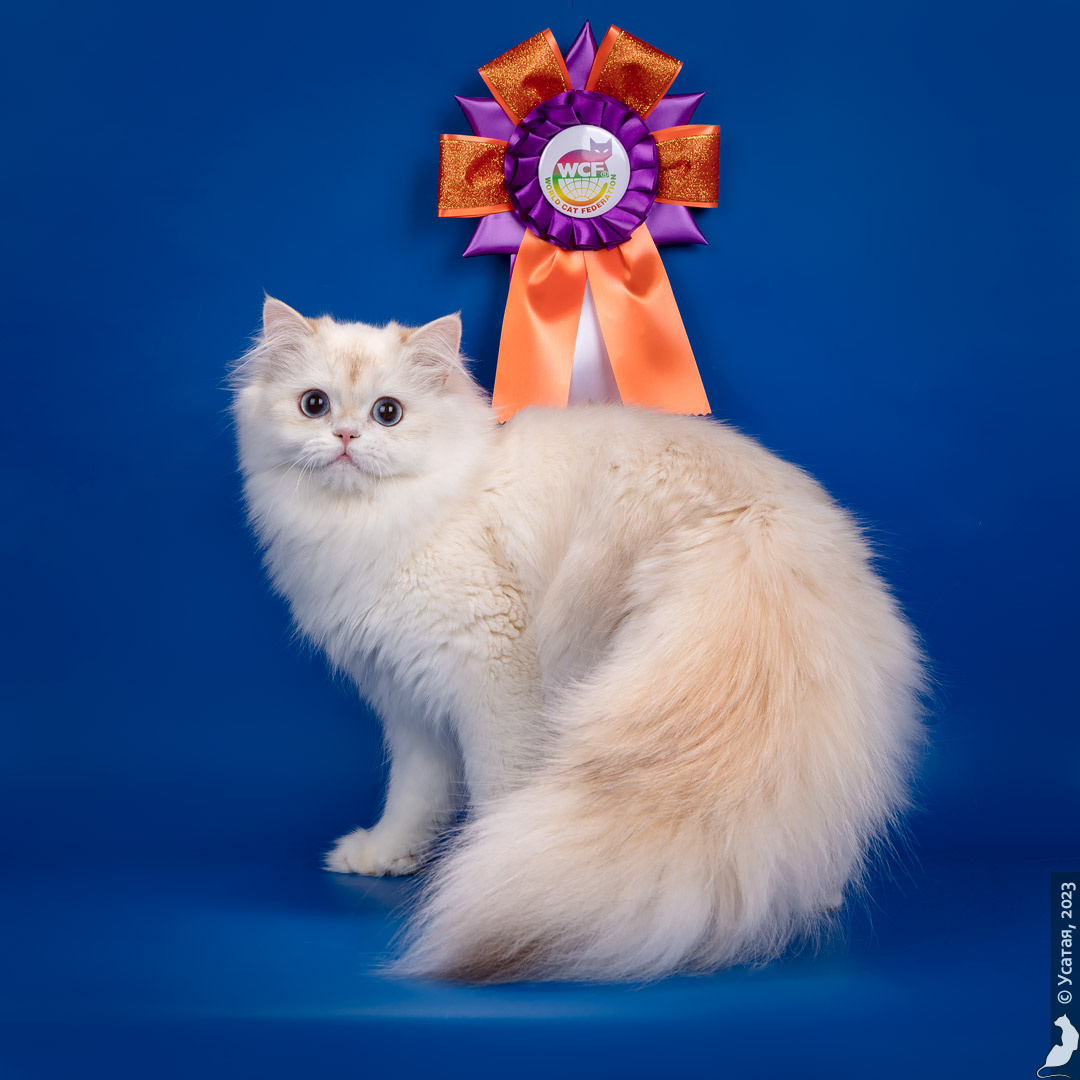 Родословные для ваших кошек, метрики для котят оформим быстро и качественно в международной фелинологической ассоции CAT ID. Обращайтесь в ватс апп https://wa.me/+79932619580