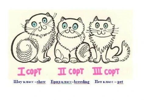 Картинка с просторов интернета