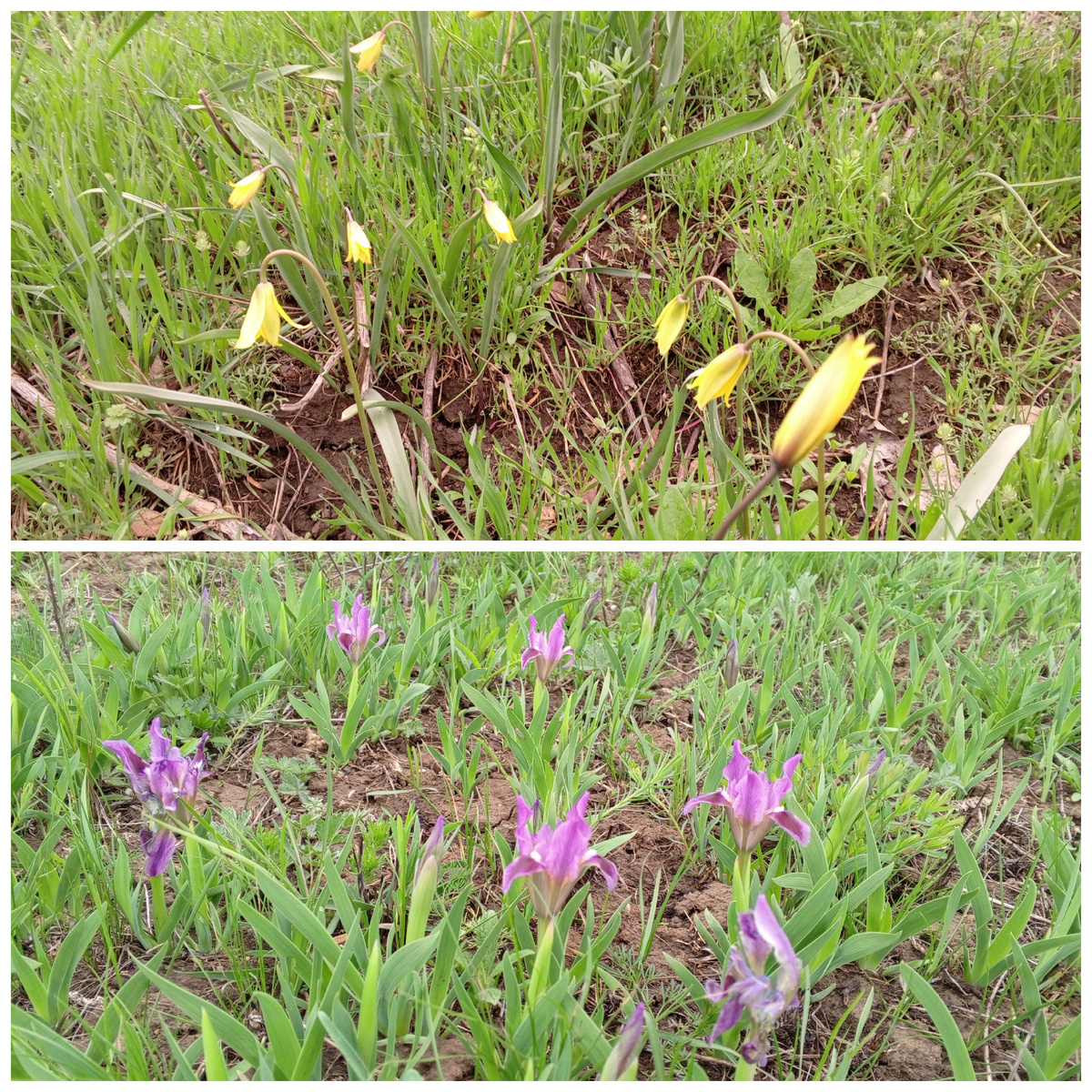 Цветущие склоны