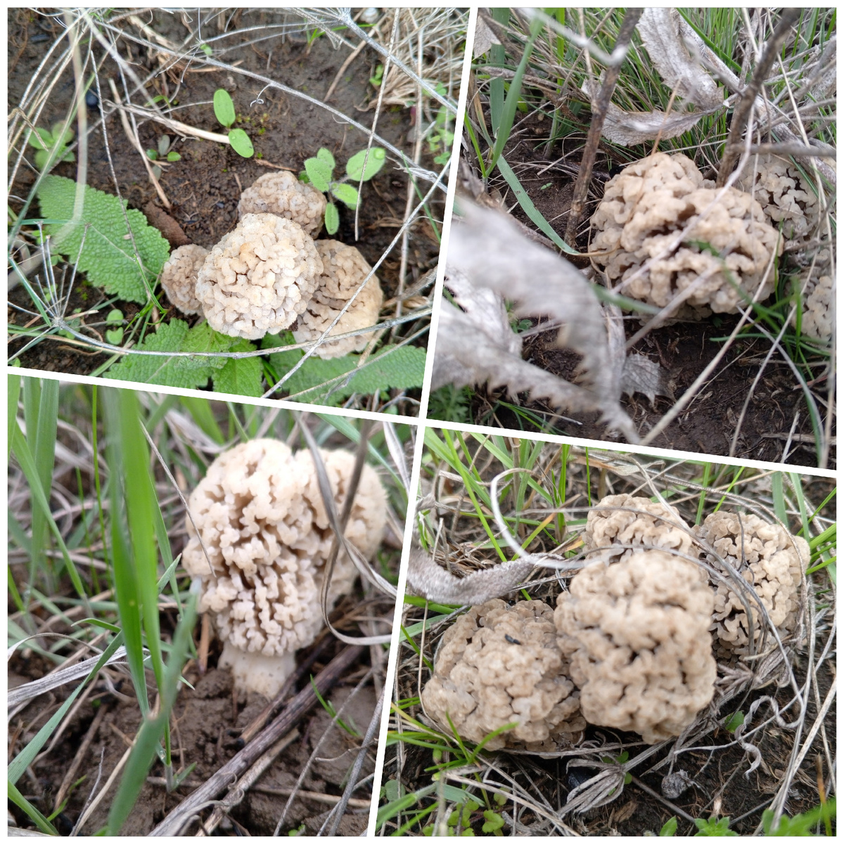 Сморчковый рай