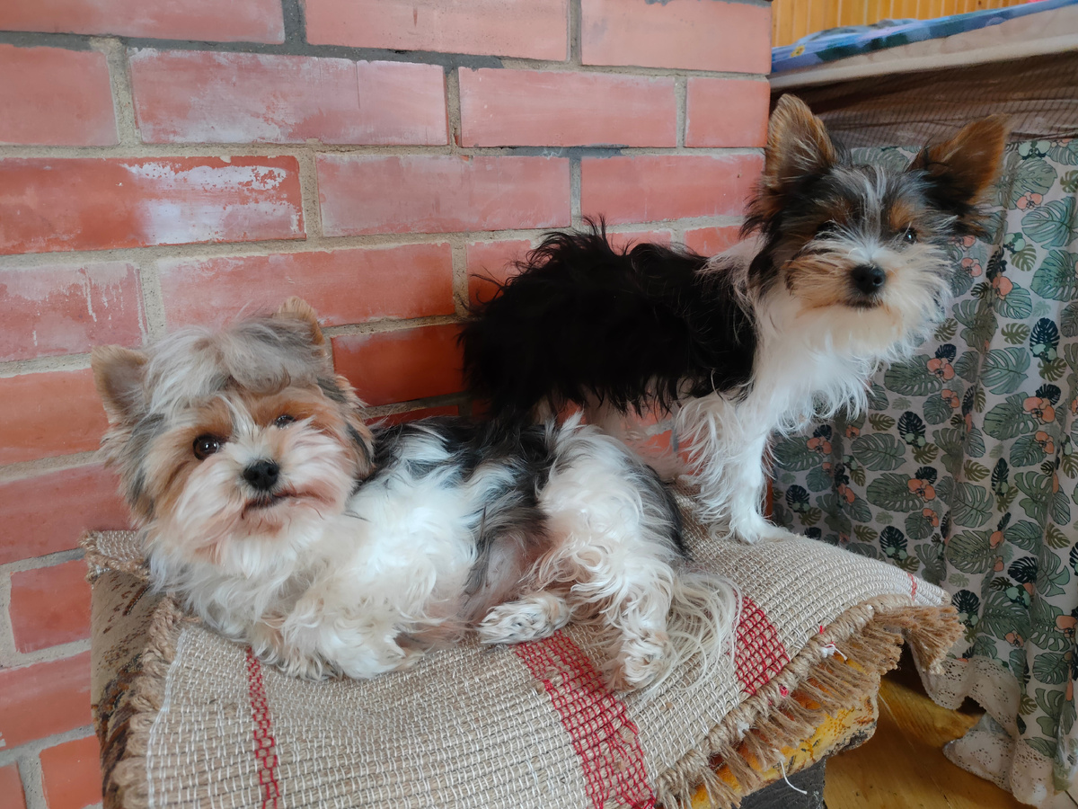 Соня и Тяпа