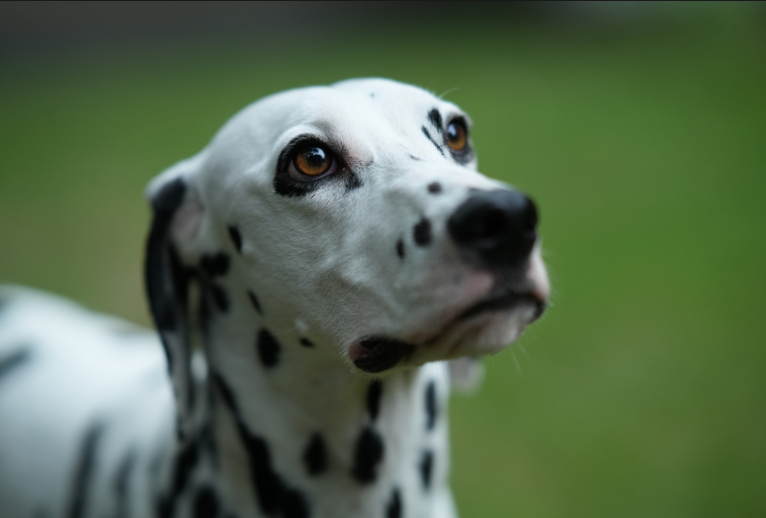 Снято на Sony FE 85mm F1.4 GM.  Фокусное расстояние: 35 мм / F-число: 1.4 / Выдержка: 1/1600 с.