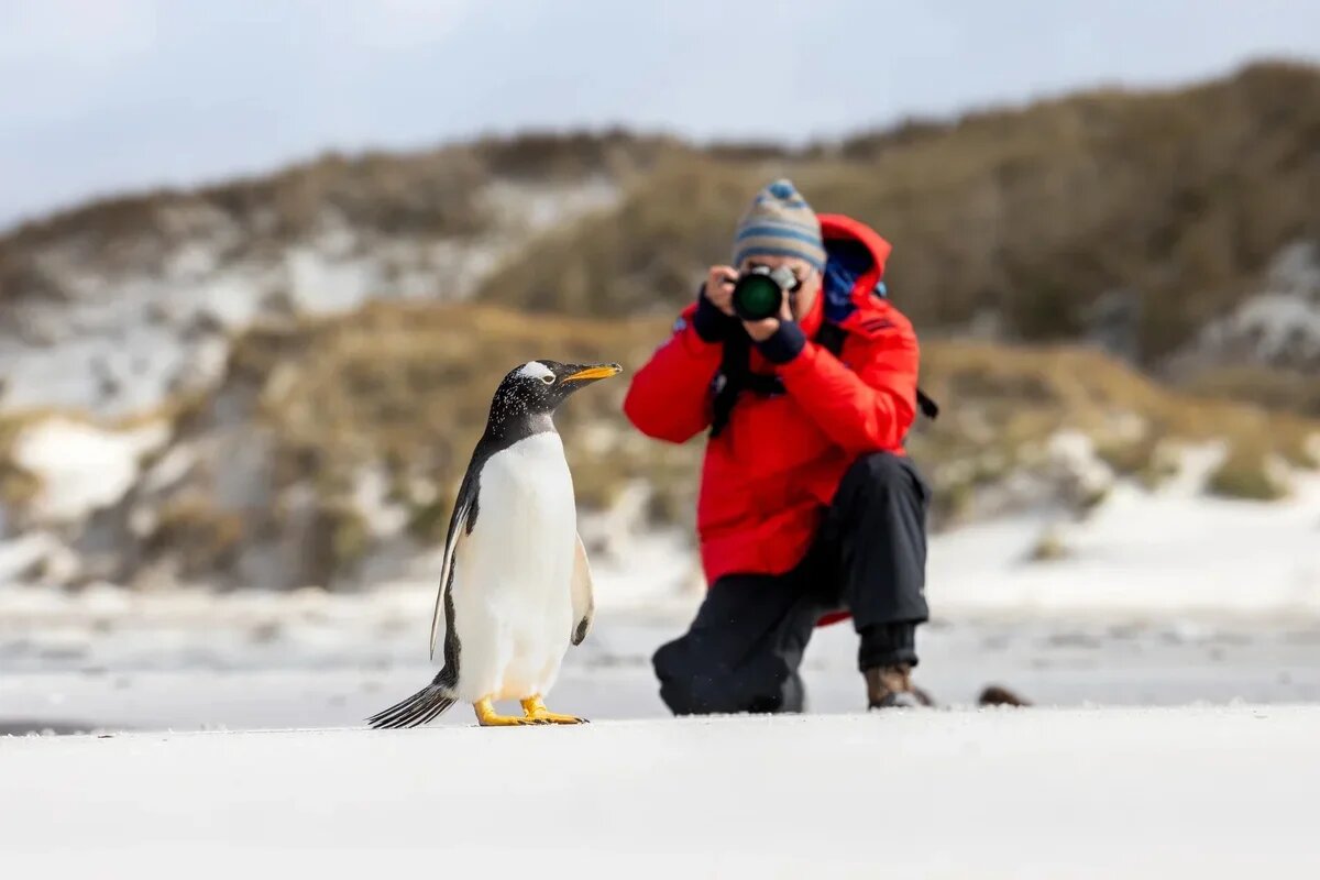    Пингвины - это то, ради чего туристы приезжают в Антарктиду. Фото: Piet van den Bemd / Клуб полярных путешествий