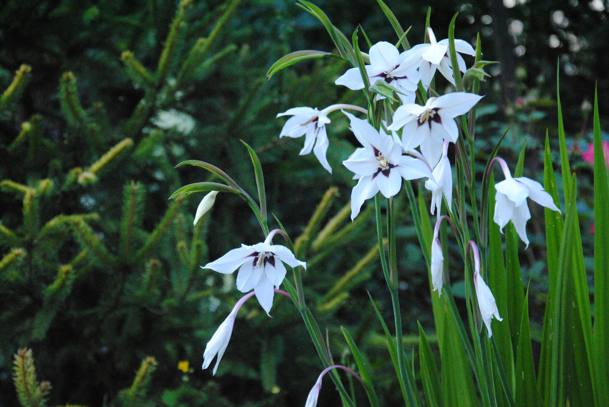 Ацидантера в моем Подмосковном саду 