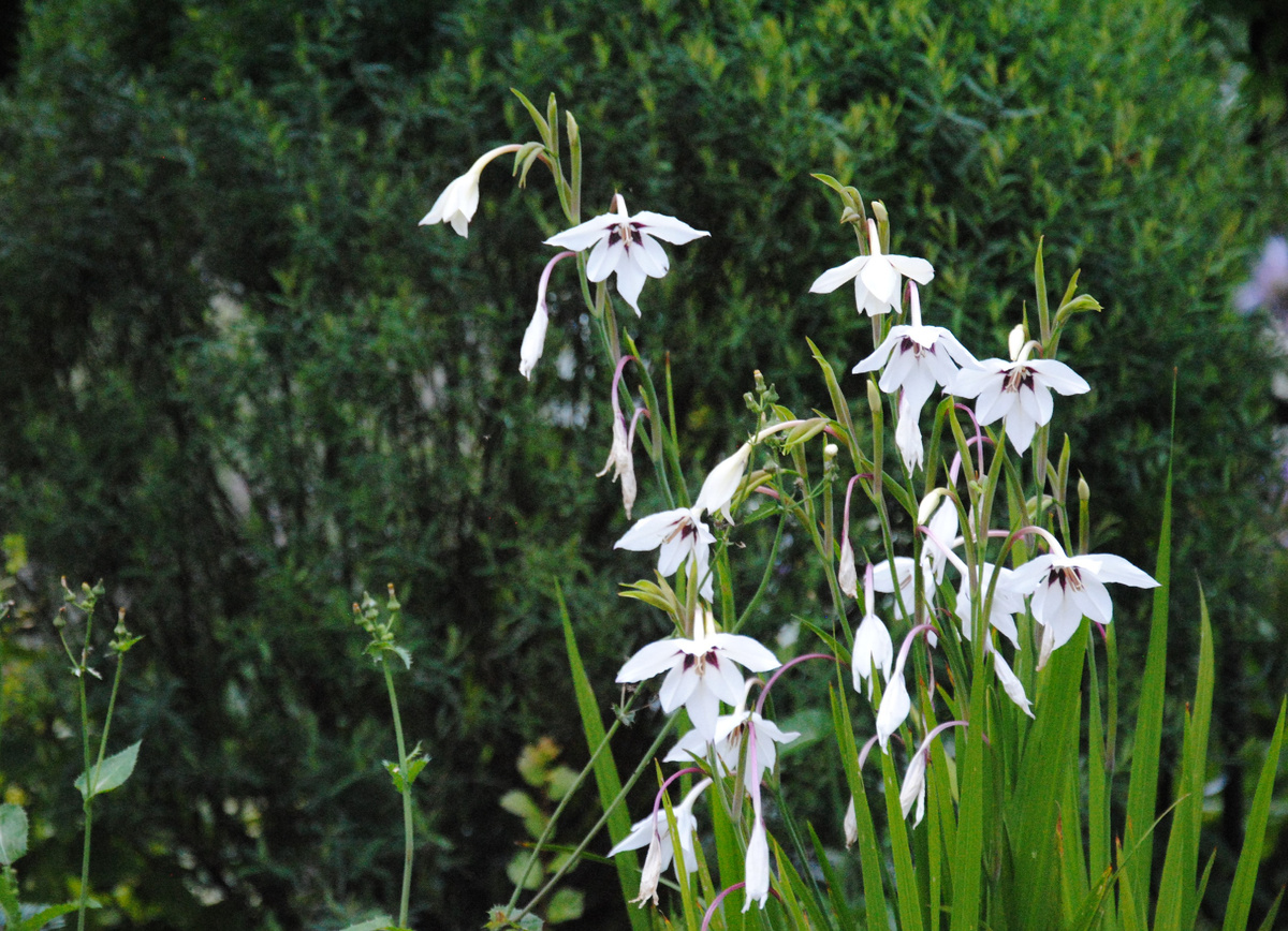 Ацидантера в моем Подмосковном саду 